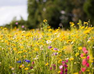 Rural Knowledge Portal